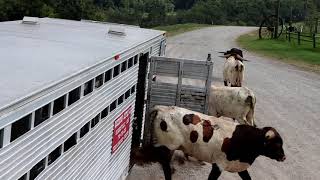 Cattle Corral Designs for Efficiency, Safety, and Economy by dickinsoncattle 30,768 views 2 years ago 31 minutes