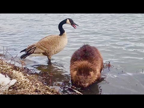 A Canada Goose Hisses at a BEAVER