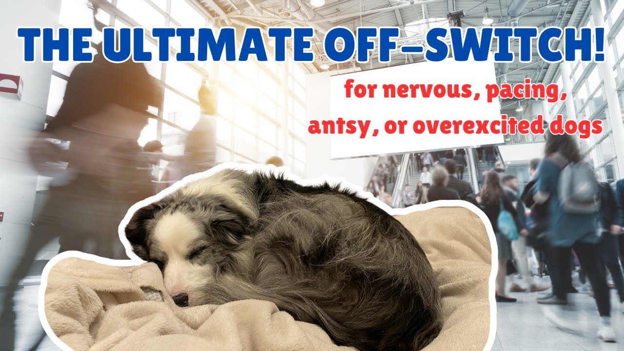 Why Every Dog Owner Should Teach PLACE Command