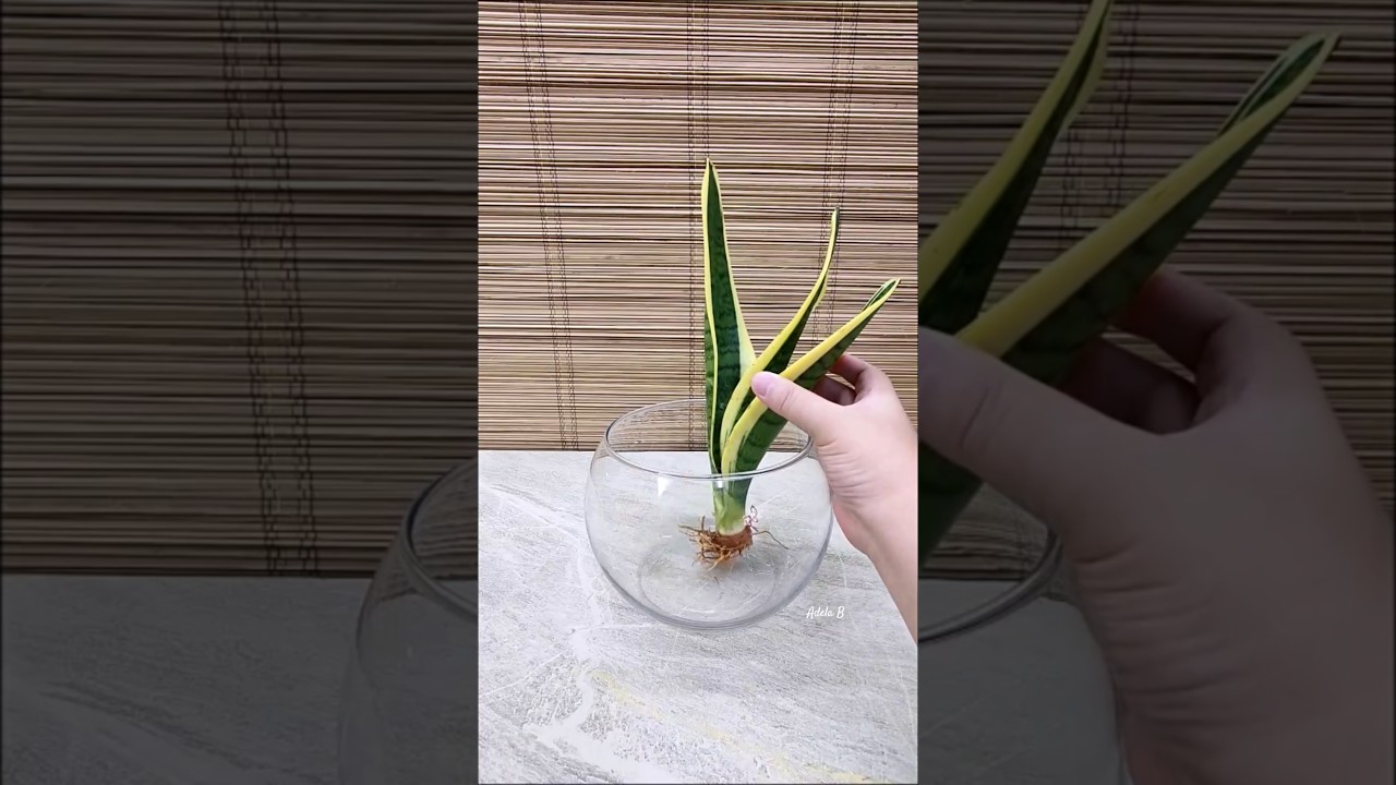 How to Decorate Sansevieria Superba, Syngonium, & Golden Pothos for Center Table🪴 #watergarden #idea