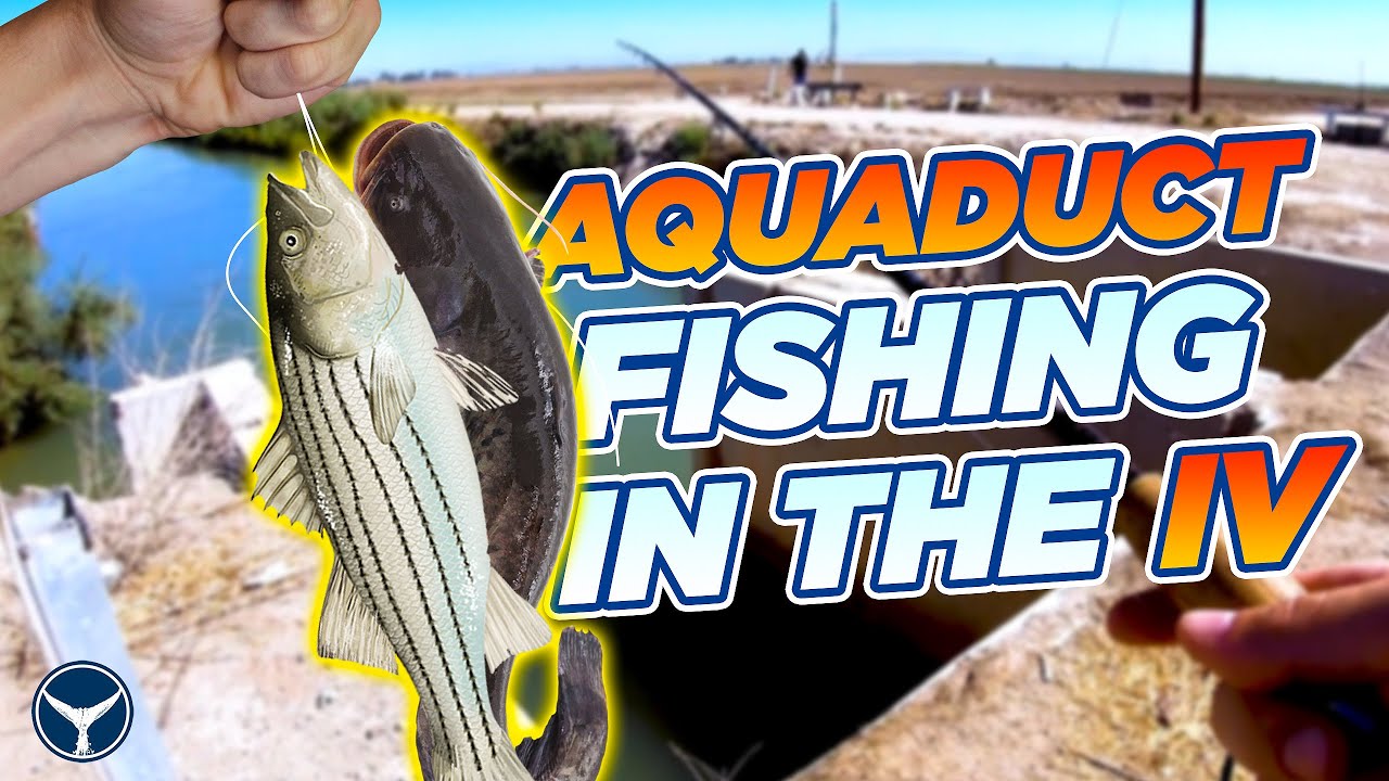 Catching Channel Catfish and Stripers in the Imperial Valley YouTube