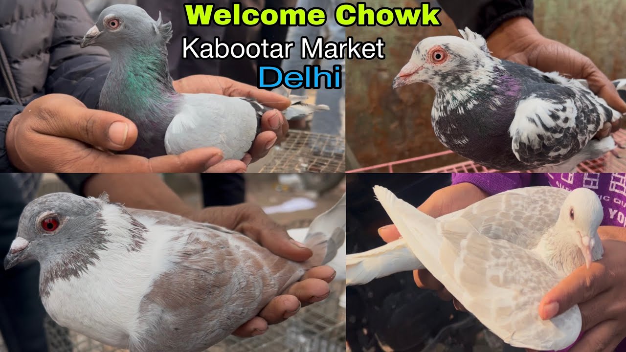 welcome chowk kabutar market Delhi pigeon market gole Kabootar madrasi fancy