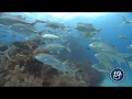 Fiji's Fishy Friends