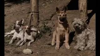 Pete und die Hundefänger