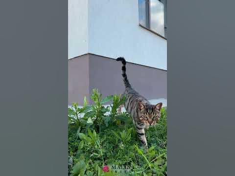 Посёлок Косулино - YouTube