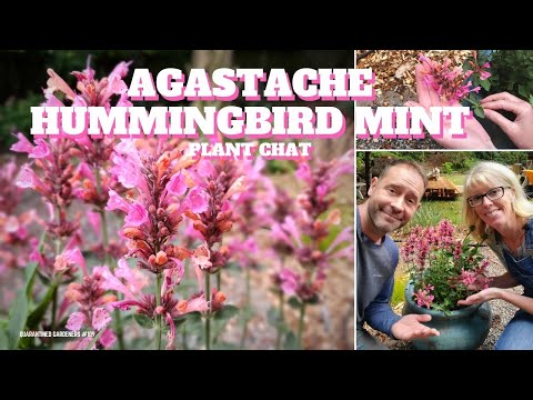 Video: Tìm hiểu về cách trồng Agastache trong vườn