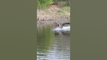 قران كريم بصوت الشيخ عبد الباسط عبد الصمد ما شاء الله تبارك الرحمن$$#a