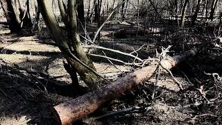 Сосновый бор Кинешмы завален упавшими деревьями
