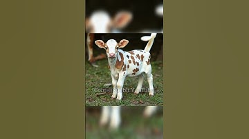 robot 🐄 cow 🐮 #trending #cow #ai #shorts #video #contentorbit