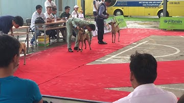 Dogshow Chó Phú Quốc