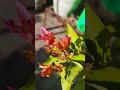 beautiful flowers on terrace garden 🪻🪻🪻🪻#plants #nature #flowers #beautiful #viral