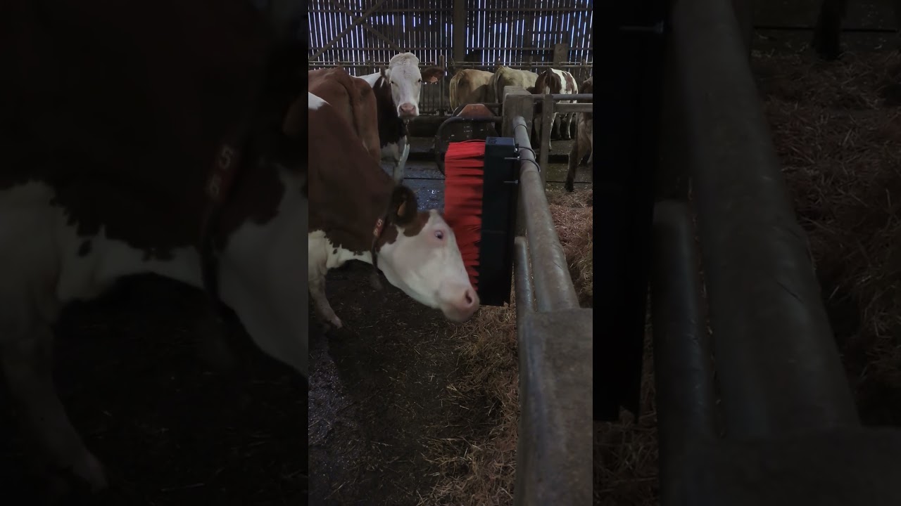 La brosse AniZen by Actisweep est adoptée !