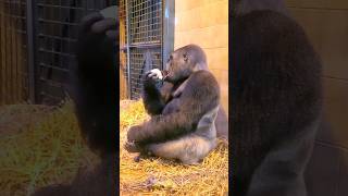 This Silverback Is Leisurely Enjoying His Cauliflower! #Gorilla #Asmr #Mukbang #Eating