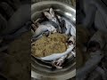 🐟 Choti Machhli Recipe | Machhli Jal Ki Rani Hai Song | Easy Fish Fry Short Video 🍽️ #shorts