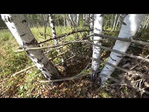 Ловушка для медведя - YouTube