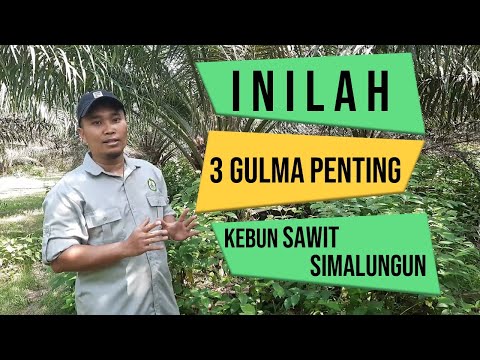 Video: Bisakah Anda Mengisap Batang Gulma? Inilah Yang Terjadi