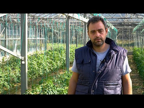 Βίντεο: Ντομάτες από το περβάζι