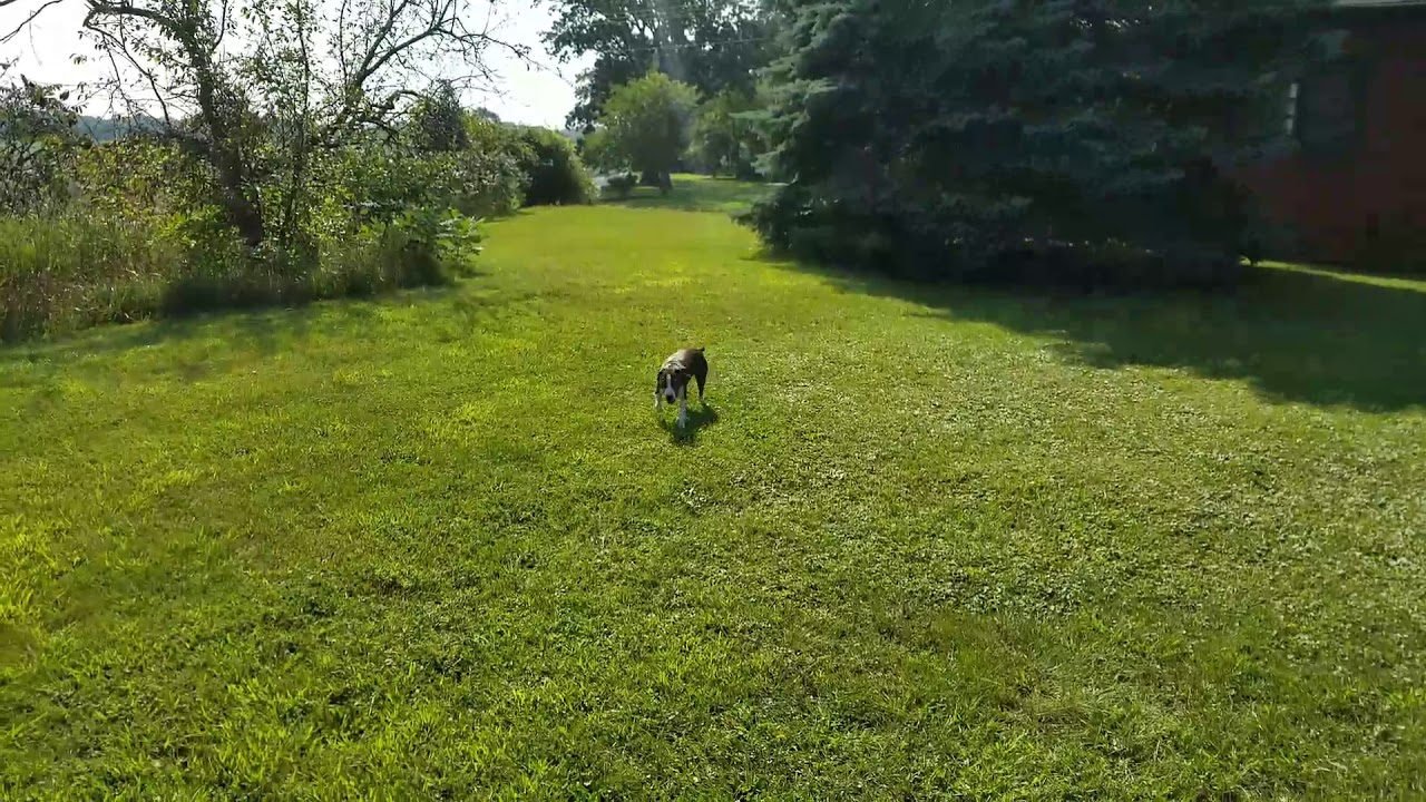 Scarlett the Bogle just ate a butterfly
