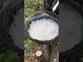 Watch Latex Flow From This Tree