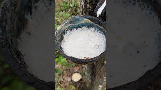 Watch Latex Flow From This Tree