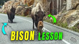 Mother Bison Teaches Calf Road Navigation