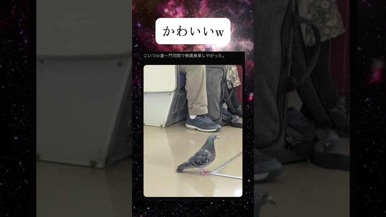 草すぎるw #shorts #おもしろ #鳩 #鳥 #野生