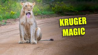 Kruger National Park MAGIC - Even on a short visit the Kruger never disappoints!! by Our Life In Africa 1,253 views 1 year ago 12 minutes, 44 seconds