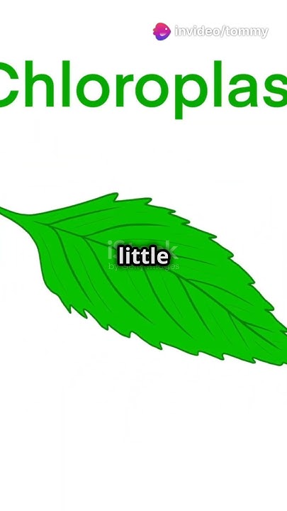 How Do Plants Make Their Food YouTube how-do-plants-make-their-own-food-process-of-photosynthesis-explained