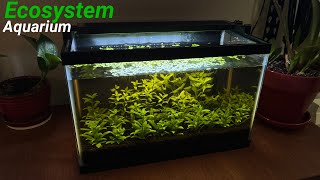 ECOSYSTEM Aquarium | Minimal Water Changes, No CO2, No Filter, No Ferts (4 Months) by Aquarium Plant Lab 2,977 views 1 year ago 5 minutes, 36 seconds