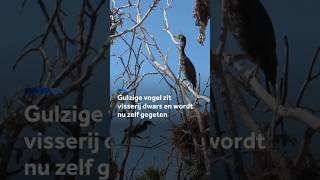 Thumbnail for Visserij wil korte metten met deze vogel