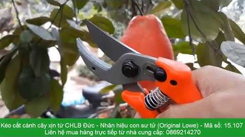 Kinh nghiệm hay: Chống úng ngập cho cây bưởi da xanh và Kéo Original Lowe 15.107