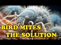Finally A Bird Mite Solution In 2026 Updated Video 