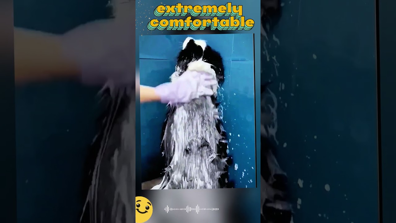 Immersive experience of bathing a Border Collie 