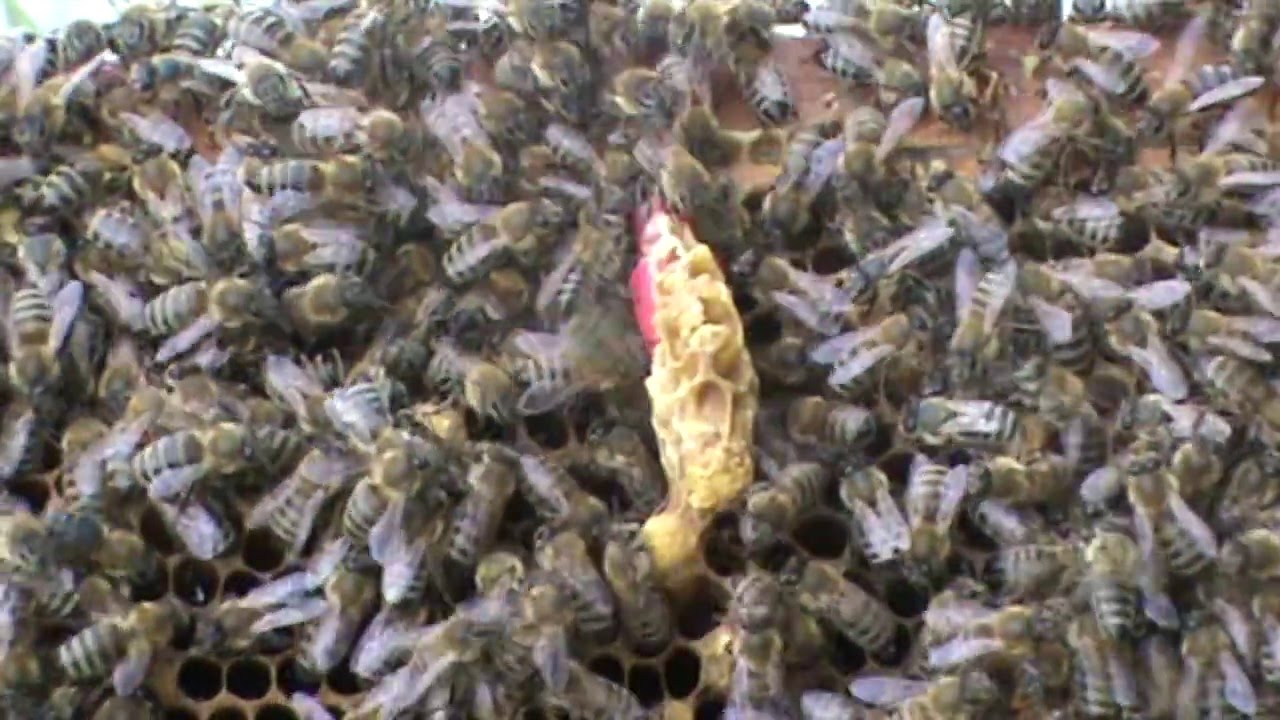 Βασιλοτροφία Μέθοδος Κώστας (Μέρος ΄Δ): Παραφυάδες