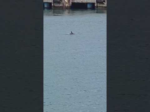 Delfini a Manfredonia 🐬L’avvistamento nel porto industriale 👀