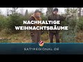 Nachhaltige Weihnachtsbäume aus Schleswig-Holstein