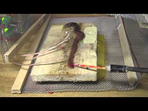 Earthworm Conduction Velocity