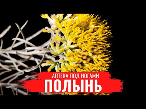 ПОЛЫНЬ \\ Полезные лечебные свойства \\ Правила сбора \\ Нюансы заготовки \\ Аптека под ногами