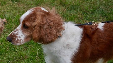 Managing Shedding in English Springer Spaniels