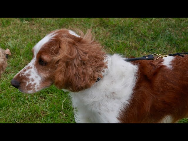 Ultimate Guide: English Springer Spaniel Shedding 3 sddefault