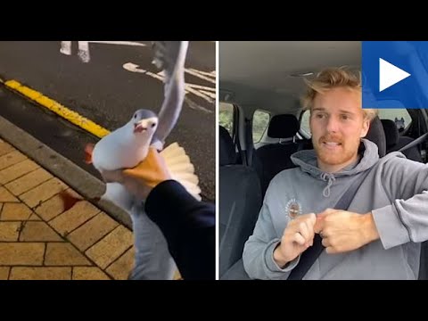 NZ Man Explains How He Caught A Seagull With His Hand