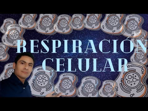 CELLULAR RESPIRATION (GLYCOLYSIS - ACETYLATION - KREBS CYCLE - RESPIRATORY CHAIN)