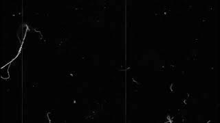 mentahan bintik bintik putih