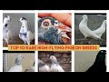 Top 10 rare highflying pigeon breeds