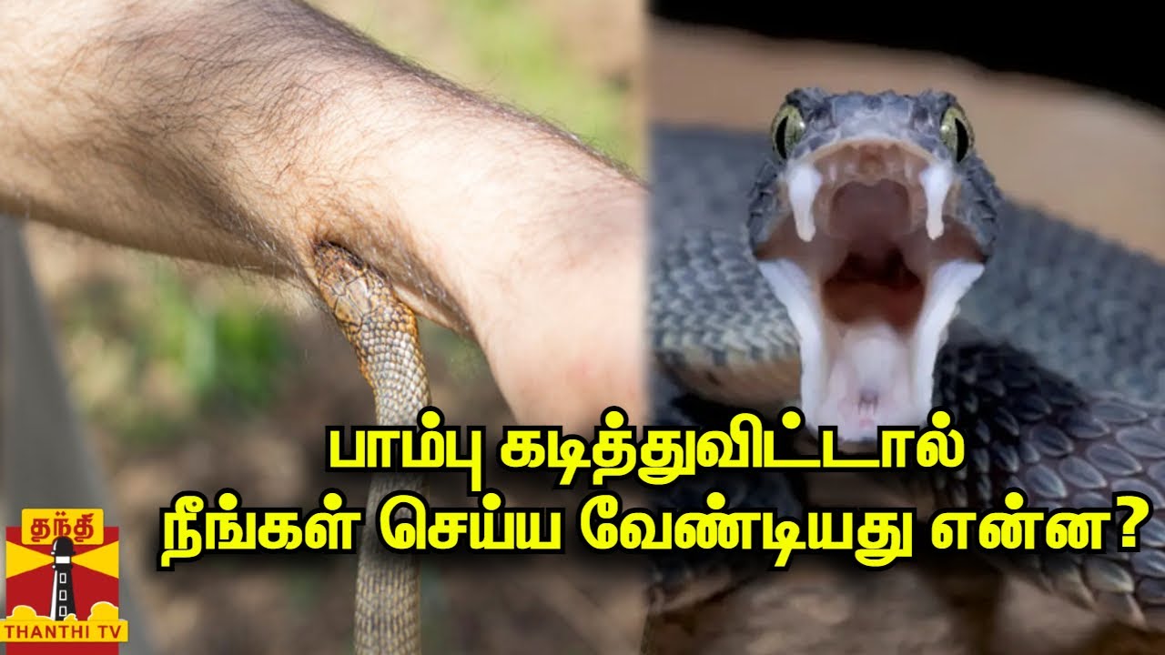 பாம்பு கடித்து​விட்டால் நீங்கள் செய்ய வேண்டியது என்ன? | Snake Bite