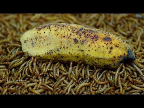 Superworms VS Banana Timelapse - Mealworms Eating Banana