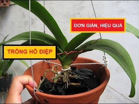 CÁCH TRỒNG HỒ ĐIỆP SAU TẾT TỪ A ĐẾN Z |#DuyPhong | Foci