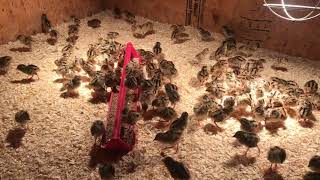 Pheasants arrive