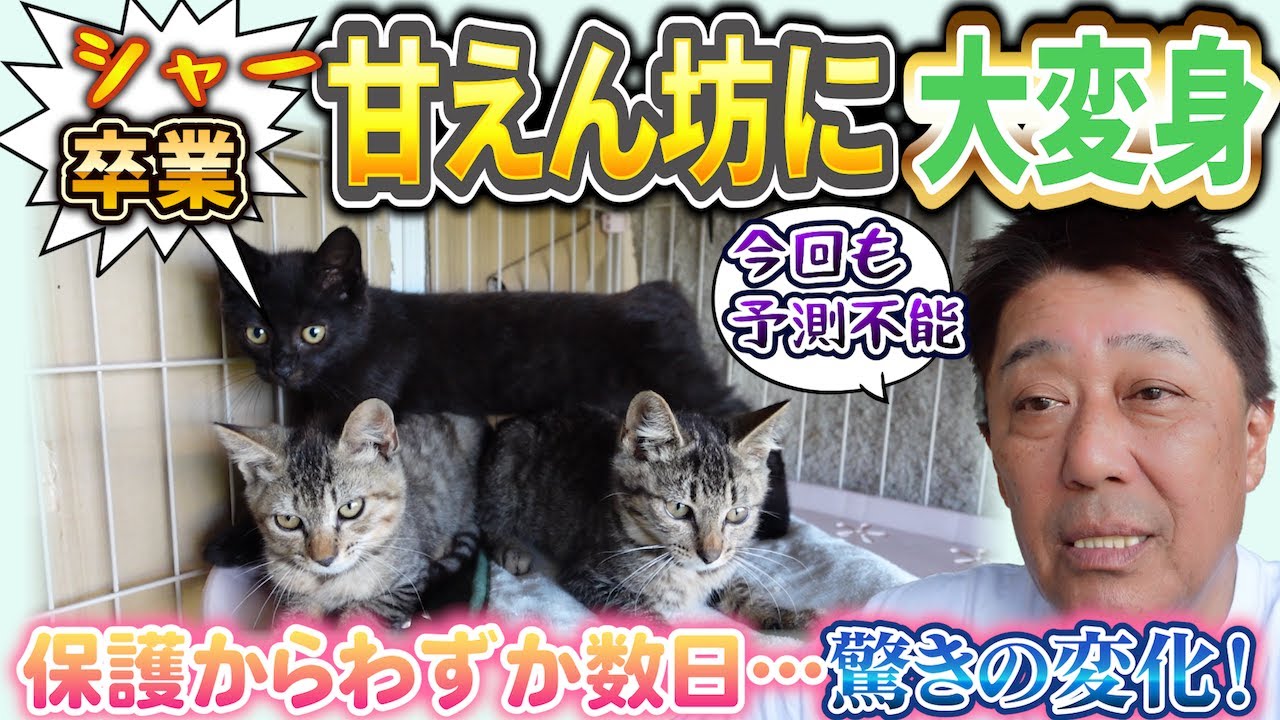 全員オスでした!? ゴロゴロ鳴きに変わった3兄弟の大冒険 3匹の仔猫物語#3