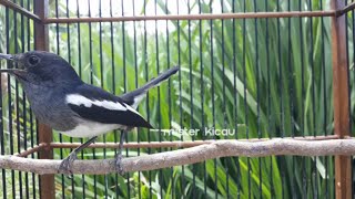 Burung Kacer Betina Gacor Memanggil Jantan LELET, DIJAMIN Langsung Nyaut Gacor Gak Bisa Diem